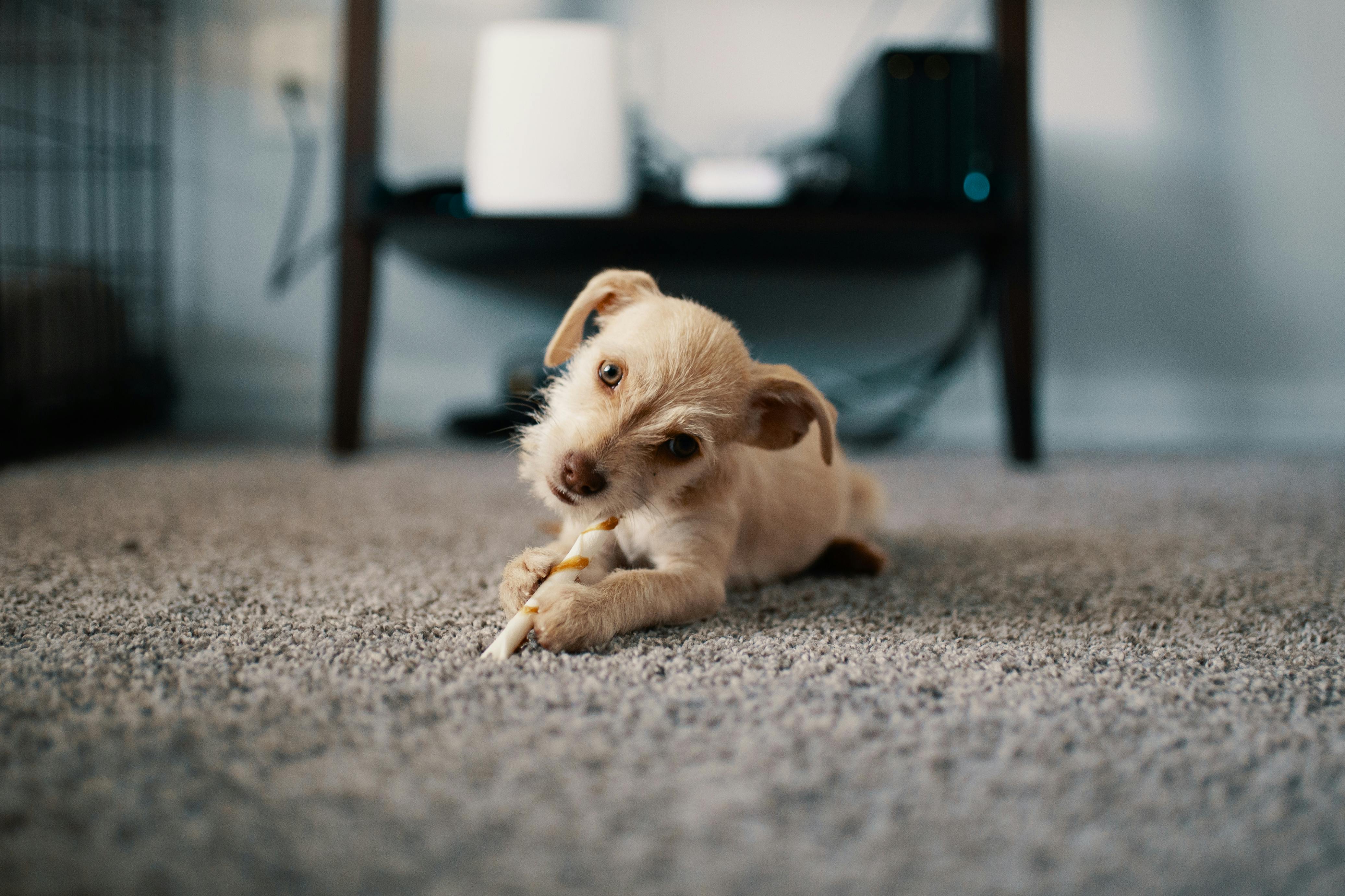 Stain, Odor & Pet Treatment